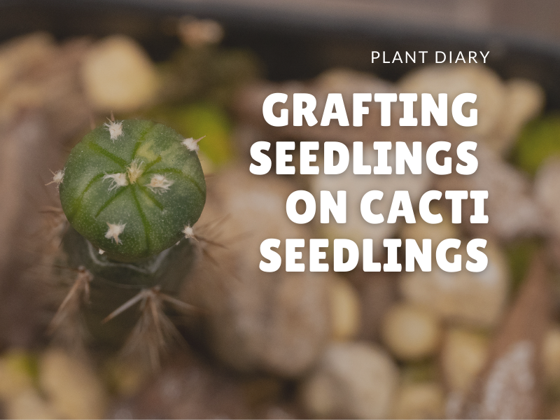 Grafting seedlings on cacti seedlings